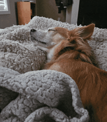 a brown dog is sleeping on a blanket with its eyes closed