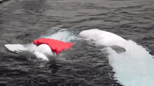 Love Beluga GIF - Love Beluga Beluga Whale GIFs