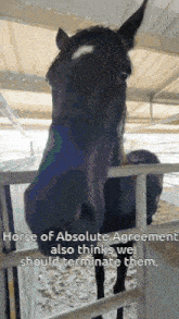a horse of absolute agreement also thinks we should terminate them ..