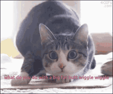 Cat Butt GIF - Cat Butt Wiggle GIFs