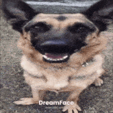 a picture of a dog with the words dreamface animated with a on the bottom