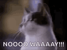 Wooooh Cat GIF - Wooooh Cat Shocked GIFs