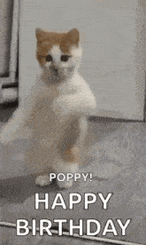 a cat is standing on its hind legs in a room and says `` poppy ! happy birthday '' .