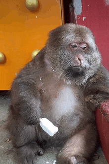 a monkey is sitting on the ground with a plastic container on its arm