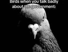 a black and white photo of a pigeon with a caption that says `` birds when you talk badly about the government ''