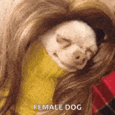 a small white dog wearing a yellow sweater is sleeping with its eyes closed and the words female dog below it