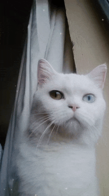 a white cat with two different colored eyes looking out a window