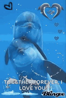 Dolphins Hearts GIF