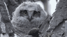 Chatty Cathy, Over Here GIF - Owl Cute Owlet GIFs