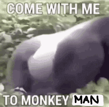 Monkey Man GIF