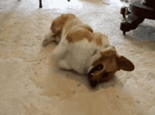 Corgi Cute GIF - Corgi Cute Dog GIFs