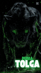 a poster of a black panther with green eyes and the name tolga