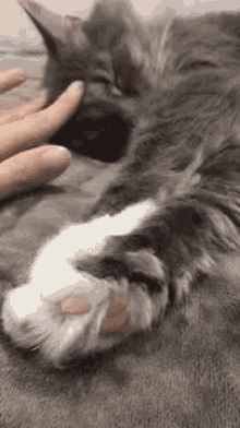 Paw Cat GIF - Paw Cat Sleep GIFs