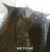 Why Am I Like This Cat GIF - Why Am I Like This Cat Mirror GIFs
