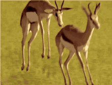 Deer Gazelle GIF - Deer Gazelle Jumping GIFs