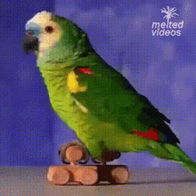 Papagaio Papagaiocool GIF - Papagaio Papagaiocool Parrot GIFs