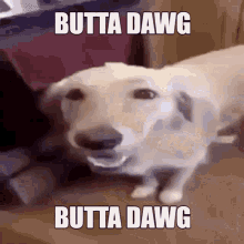 Butta Dawg GIF - Butta Dawg Butter GIFs