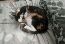 Cat Sleeping GIF - Cat Sleeping GIFs