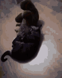 Ponci Poncik GIF - Ponci Poncik Cat GIFs
