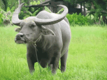 buffalo bills carabao