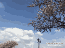 바람 경치 풍경 벚꽃 나무 살랑 흔들 흔들흔들 하늘 구름 GIF