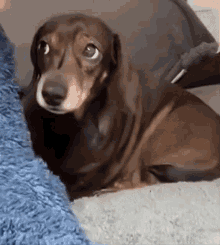 Signed By Dolion Puppy GIF - Signed By Dolion Puppy Puppy Eyes GIFs