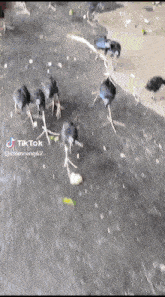 a group of birds standing on top of a leaf in the water .