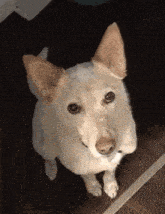 a small white dog with brown ears is looking up