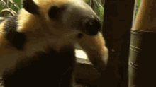 a bear is standing next to a person wearing rubber boots and looking at the camera .