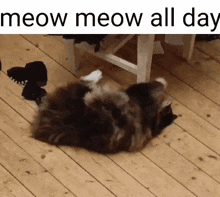 a cat is laying on its back on a wooden floor with the words meow meow all day above it