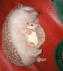 Hedgehog Sleep GIF