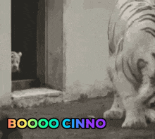 Boo Cinno GIF - Boo Cinno GIFs