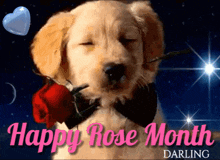Rose Rose Month GIF - Rose Rose Month Dog With Rose GIFs