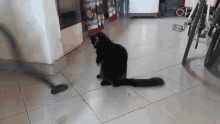 Cat Slap GIF - Cat Slap Playtime GIFs
