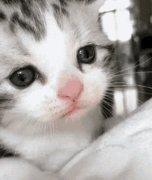 Cat Cry GIF - Cat Cry Cate GIFs