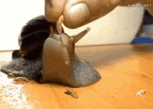 a person is feeding a snail a worm on a wooden table