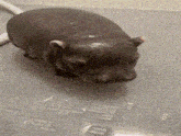 a hippopotamus is sitting on a gray surface with water drops on it .