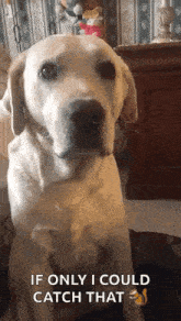 Triste Labrador GIF - Triste Labrador Rebus GIFs