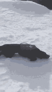 Black Ski Dog GIF