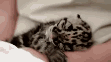 baby leopard cuddle hug