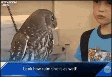 owl what shook