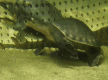 two turtles are swimming in a tank with holes in the water