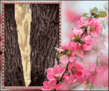 Coquinette GIF