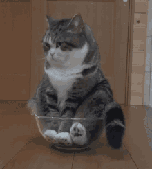 Cat Bowl GIF