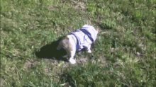 Bulldog Puppy Loves Rolling Down A Hill GIF - Sophie Rolls Down Hill Funny GIFs