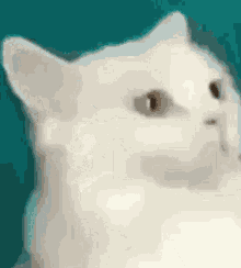 a close up of a white cat 's face with brown eyes