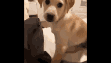 a puppy is sitting on a bed looking at a person .