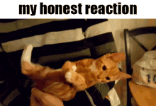 My Honest Reaction My Honest Reaction Meme GIF - My Honest Reaction My Honest Reaction Meme Cat GIFs