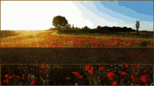 Nature Flowers GIF - Nature Flowers Poppies GIFs