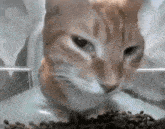 Cat Feeder Camera Orange Cat GIF - Cat Feeder Camera Orange Cat Staring GIFs
